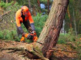 Best Tree Trimming and Pruning  in South Duxbury, MA