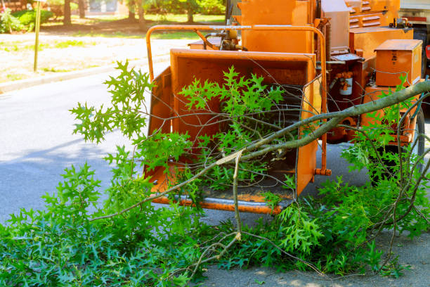 Best Leaf Removal  in South Duxbury, MA