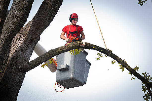 Best Tree Preservation Services  in South Duxbury, MA